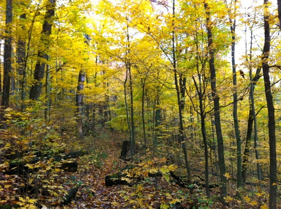 Sheltowee Trace, Clear Creek Furnace - 05